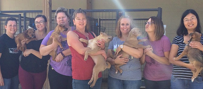Um grupo de mulheres segurando cachorrinhos.
